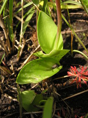 Ledebouria sandersonii