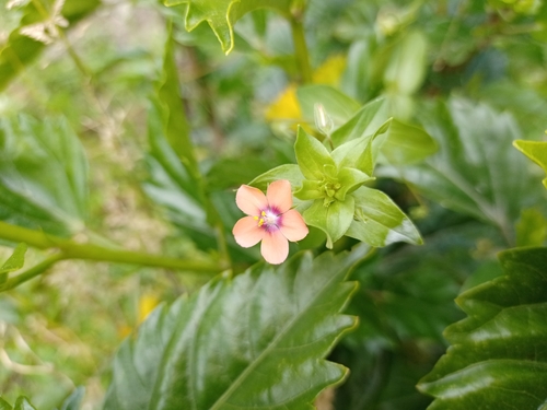 Lysimachia arvensis image