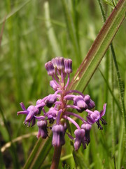 Ledebouria sandersonii