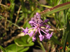 Ledebouria sandersonii