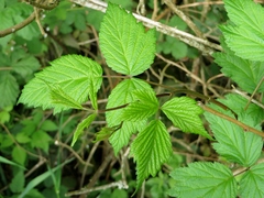 Idaeobatus