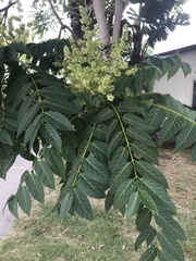 Ailanthus