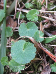 Hydrocotyle bonplandii