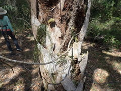 Vittaria lineata image