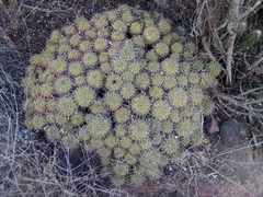Mammillaria compressa