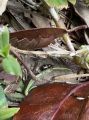 Tetragonoderus laevigatus