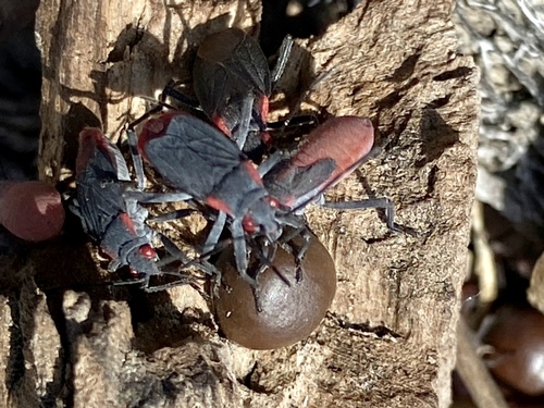 iNaturalist observation photo of Red-shouldered Bug