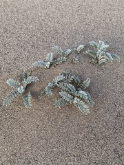 Astragalus lentiginosus variabilis