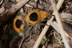 Dasymutilla cressoni
