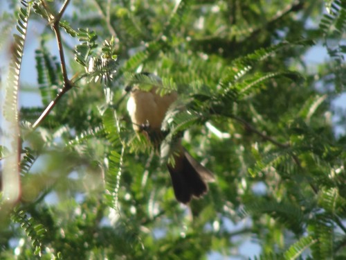 White-collared Seedeater (Cinnamon-rumped)