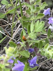 Phyllobrotica sororia