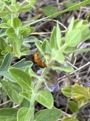 Phyllobrotica sororia