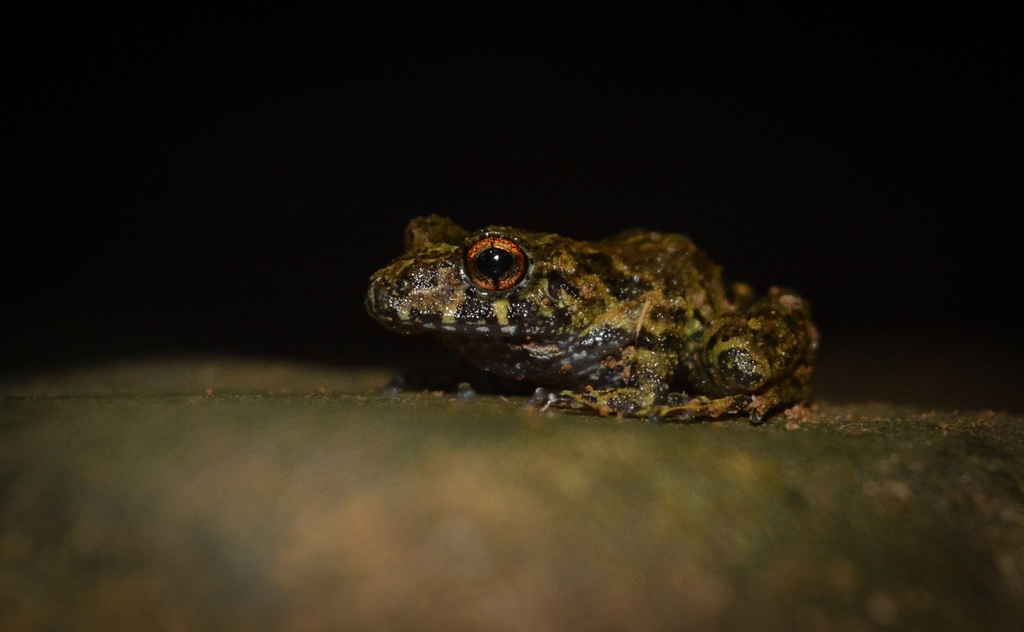 Arcos Big-Headed Frog