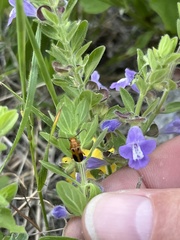 Phyllobrotica sororia