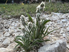 Plantago helleri