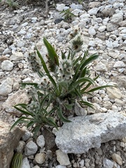 Plantago helleri