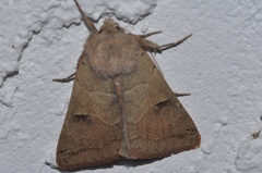 Cissusa indiscreta