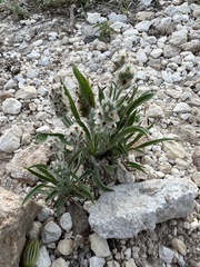 Plantago helleri
