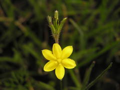 Hypoxis filiformis