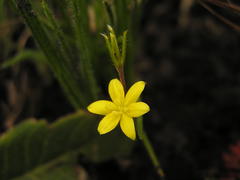 Hypoxis filiformis