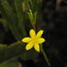 Fine Stargrass - Photo (c) Charl Strydom, some rights reserved (CC BY-NC), uploaded by Charl Strydom