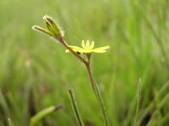 Hypoxis filiformis