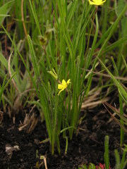 Hypoxis filiformis