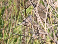 Curruca iberiae