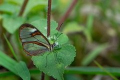 Ithomia agnosia zikani