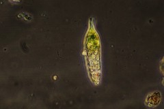 Euglena hemichromata