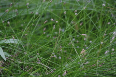 Eleocharis macrostachya