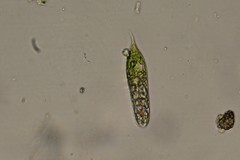 Euglena hemichromata