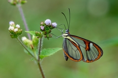 Ithomia agnosia zikani