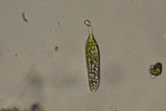 Euglena hemichromata