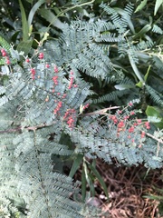 Austroacacidiplosis botrycephalae