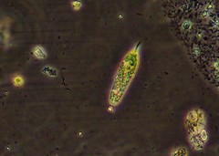 Euglena hemichromata
