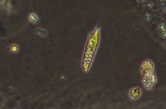 Euglena hemichromata