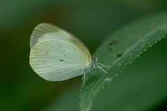 Eurema agave pallida