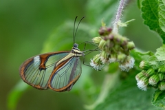 Ithomia agnosia zikani