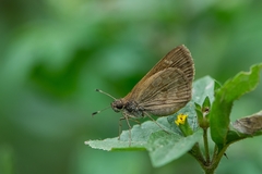 Cymaenes lepta