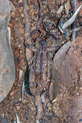 Isometrus maculatus