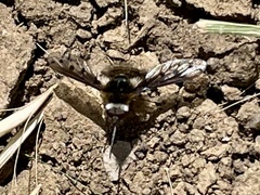 Bombylius albicapillus