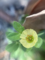 Kallstroemia maxima