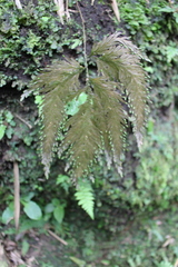 Selaginella moellendorffii