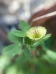 Kallstroemia maxima