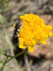 Acmaeodera hepburnii