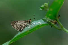Callimormus interpunctata