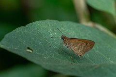 Cobalopsis