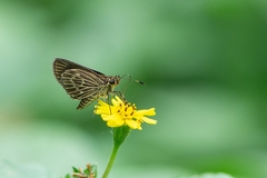 Callimormus interpunctata