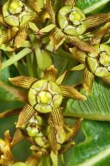 Xysmalobium confusum